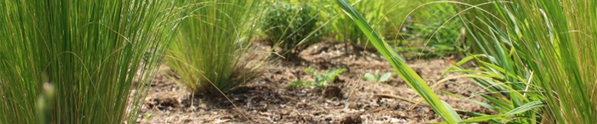 frux Gartenfaser1.jpg