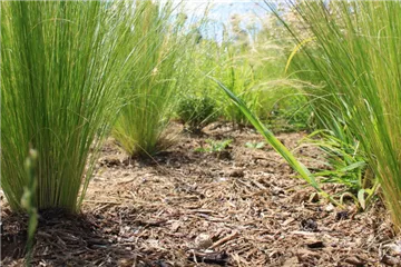 Mulchen im Frühjahr