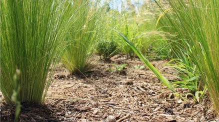 Mulchen im Frühjahr