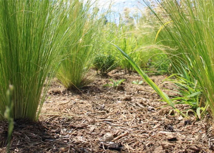 Mulchen im Frühjahr