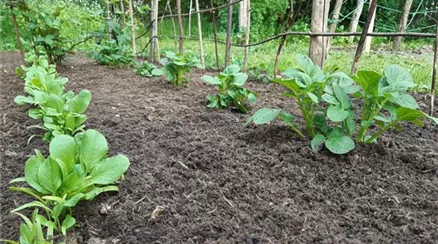 Erde Anwendung 6.jpg