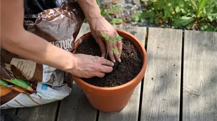 Erde Anwendung 7.jpg