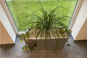 Trauermücken in Erde vorbeugen