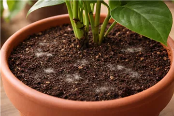 Schimmel in Blumenerde