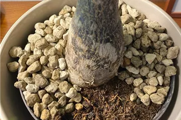 Trauermücken in Erde vorbeugen