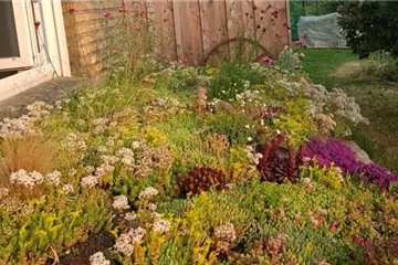 Dachbegrünung mit frux