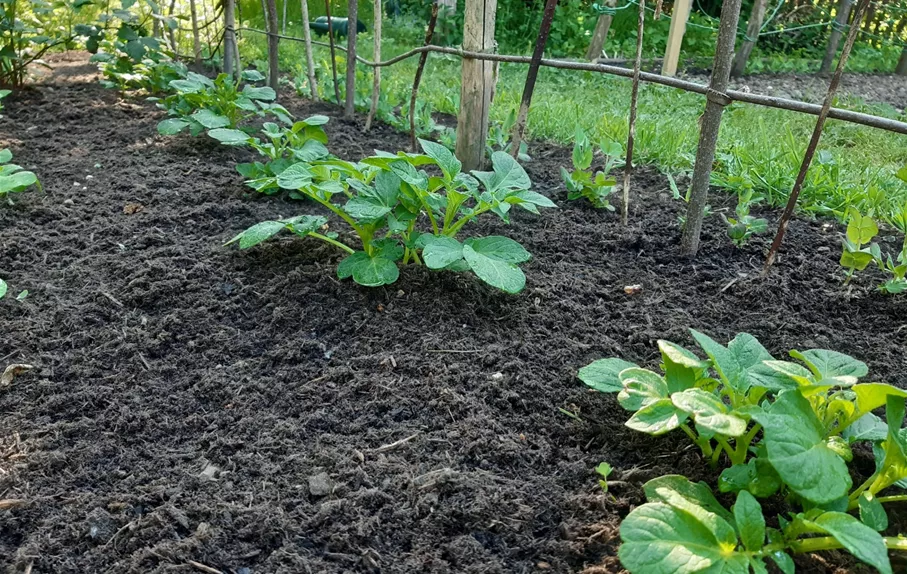 Patzer Erden_hochwertige Erde3.jpg Patzer Erden_hochwertige Erde3.jpg