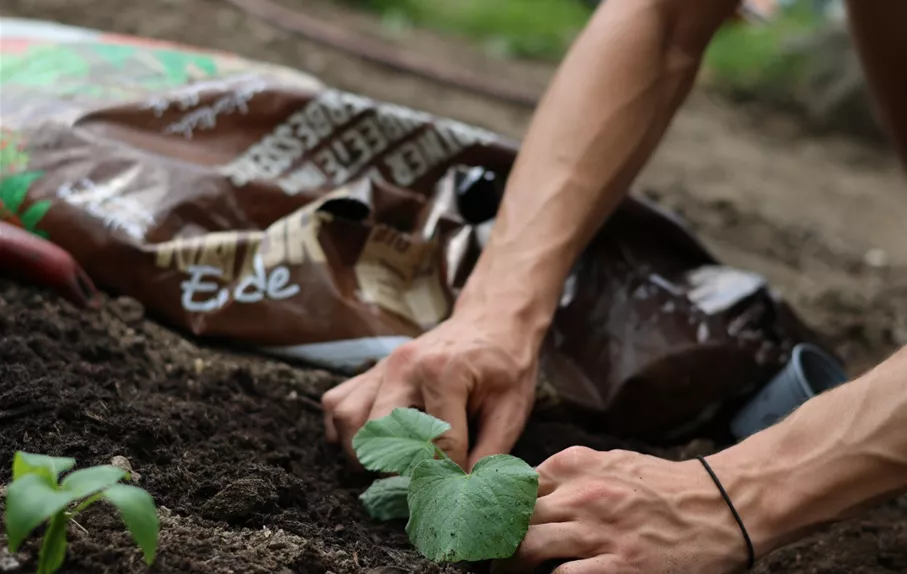 Patzer Erden_hochwertige Erde6.JPG.jpg Patzer Erden_hochwertige Erde6.JPG.jpg