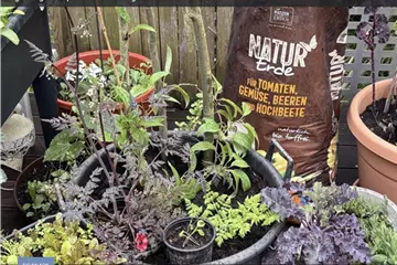 Edimentals im Mischkultur-Balkongarten 