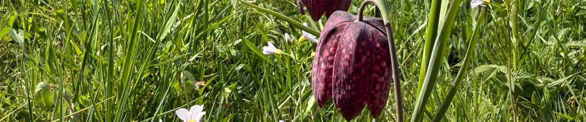 Schachbrettblume1_Header