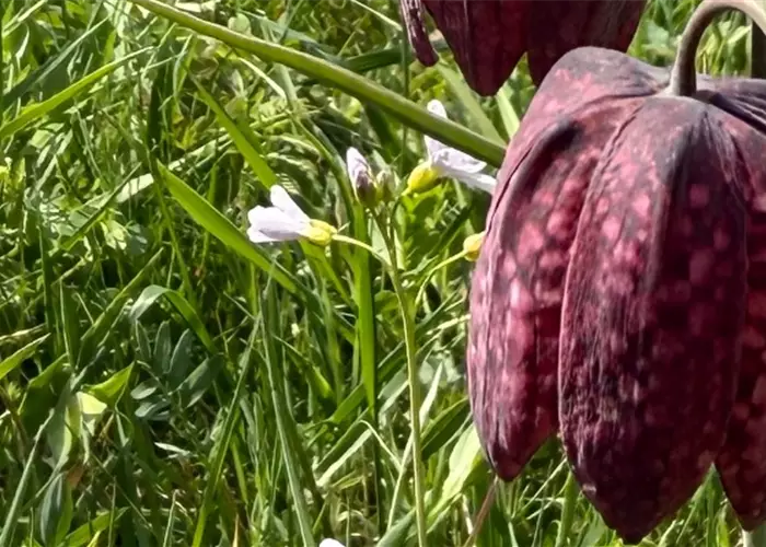 Wenn im Sinntal die Schachbrettblume blüht