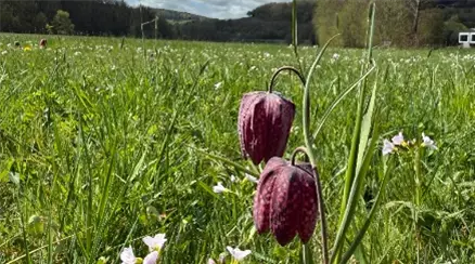 Schachbrettblume1.jpg