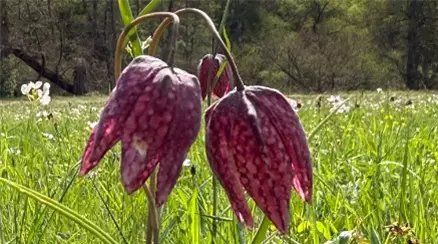 Schachbrettblume3.jpg