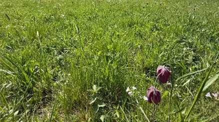 Schachbrettblume4.jpg