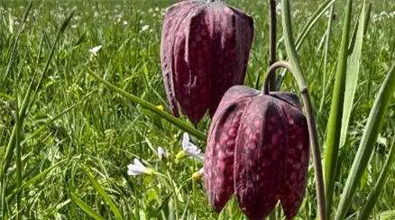 Schachbrettblume5.jpg